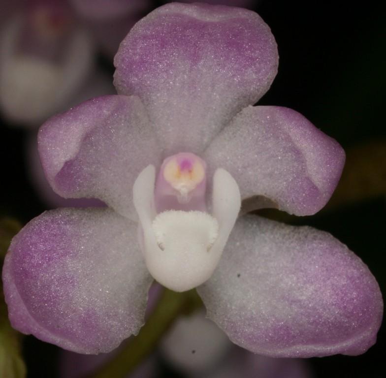 Sarcochilus ceciliae - HCC/AOC