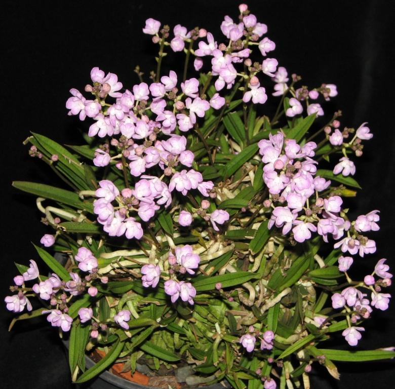 Sarcochilus ceciliae