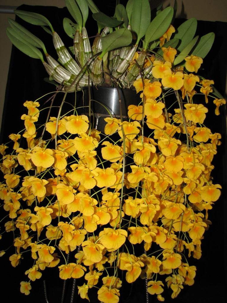 Dendrobium lindleyi