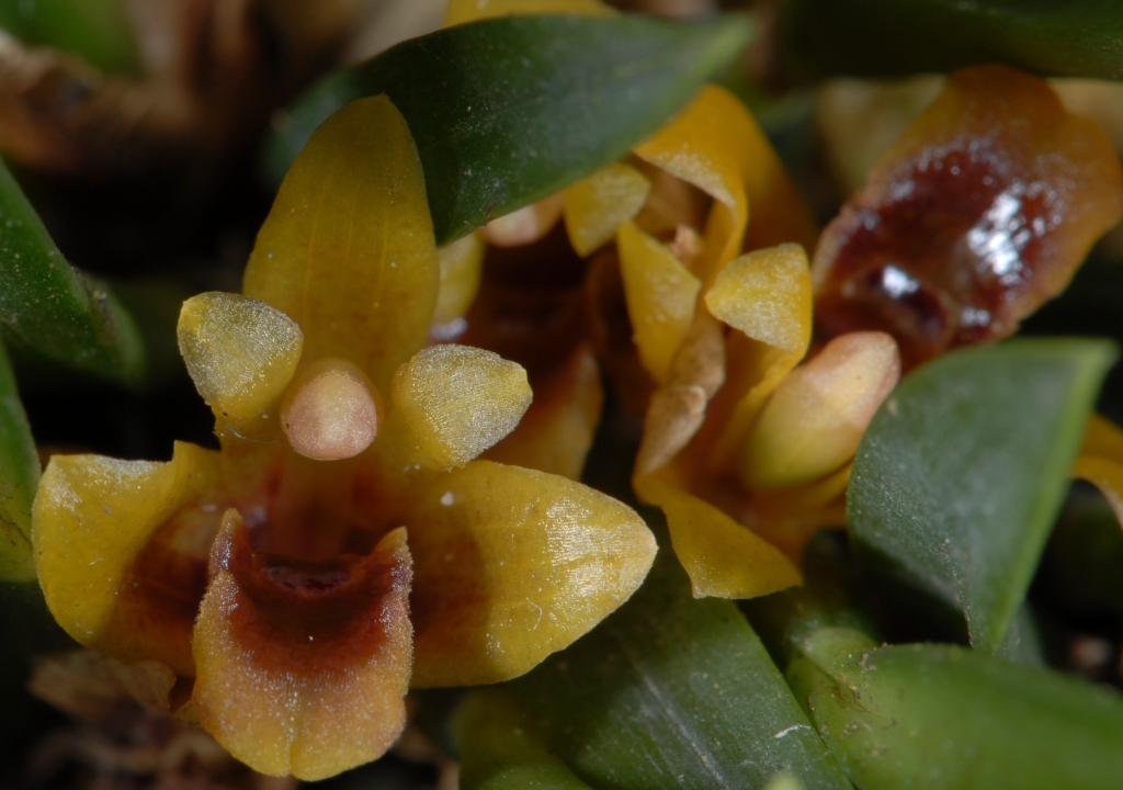 Christensonella ferdinandiana