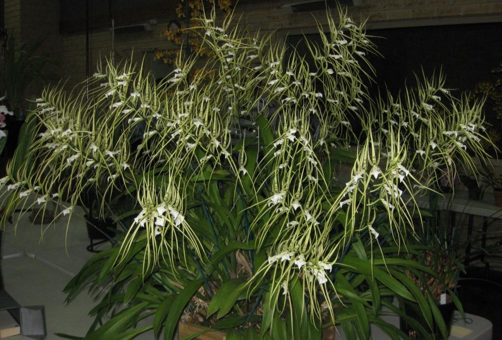Brassia verrucosa