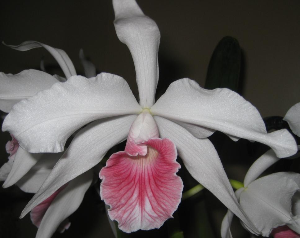 Cattleya purpurata - HCC/AOC