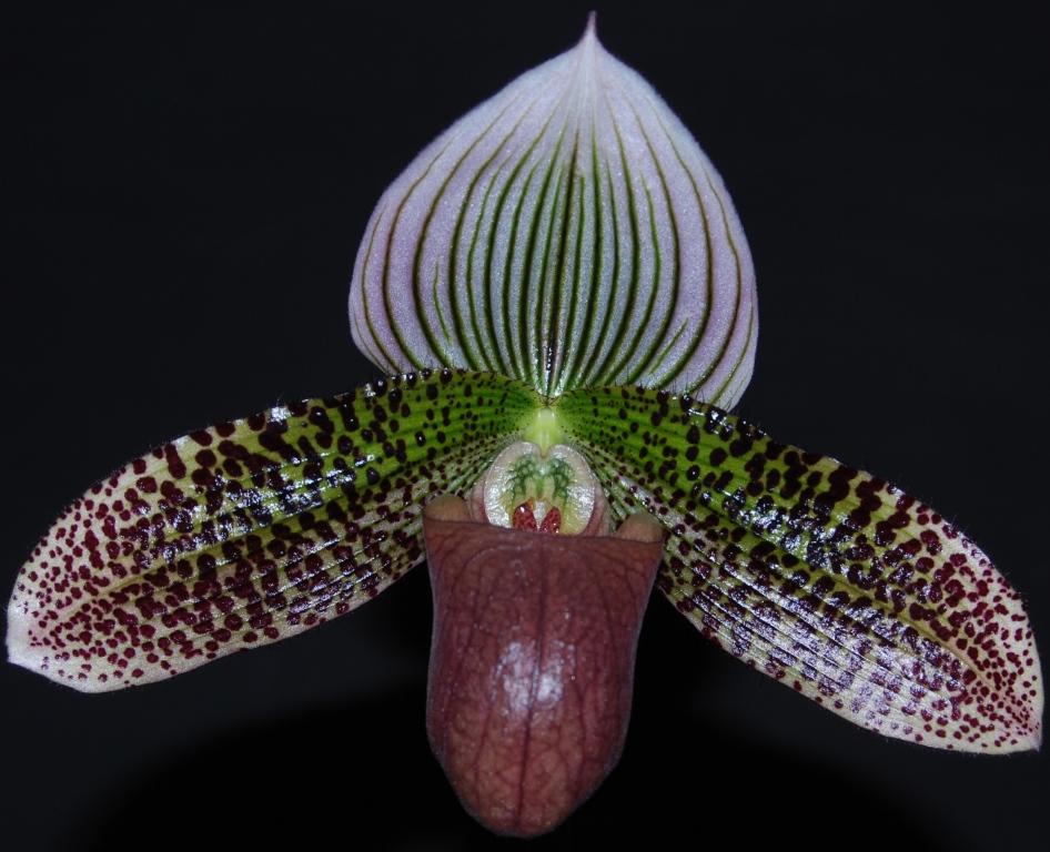 Paphiopedilum Macabre - HCC/AOC
