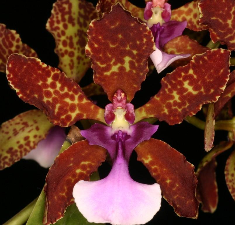 Trichocentrum lanceanum