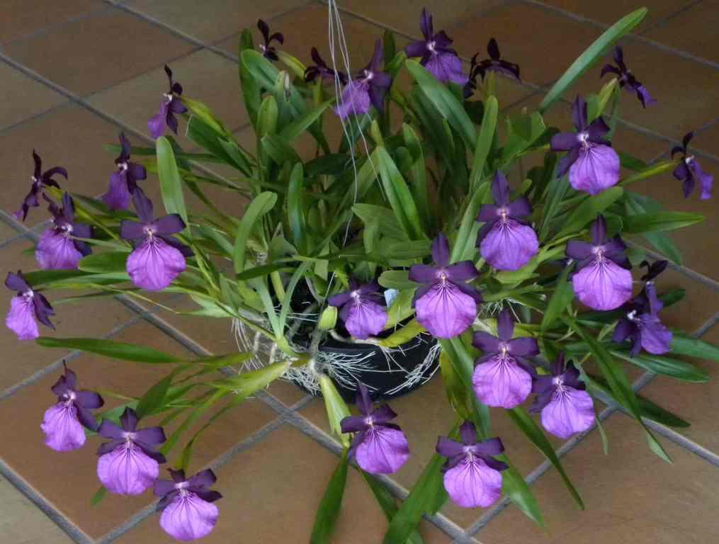 Miltonia moreliana - AM/AOC