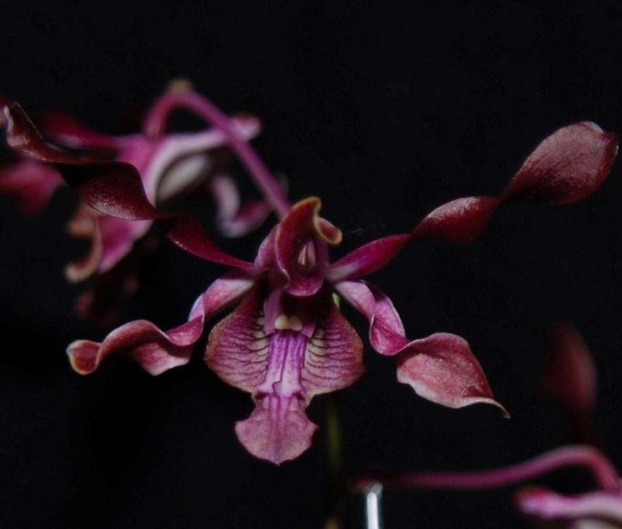 Dendrobium Cherub - HCC/AOC