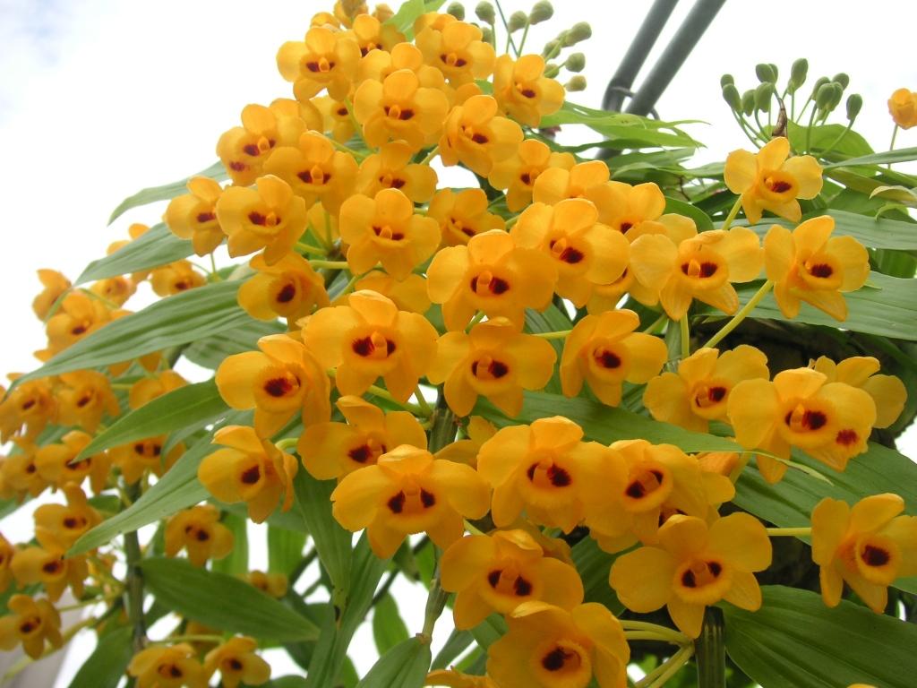 Dendrobium chrysanthum