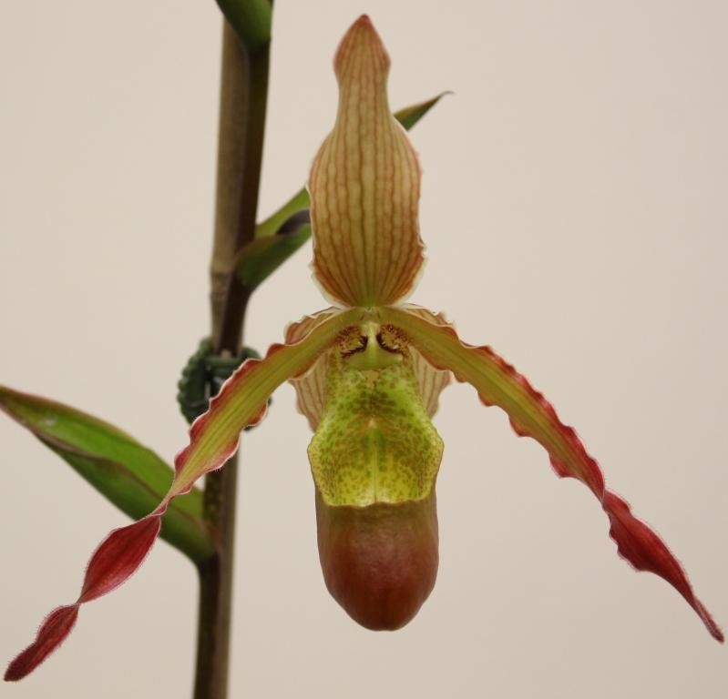 Phragmipedium Sorcerer's Apprentice - HCC/AOC
