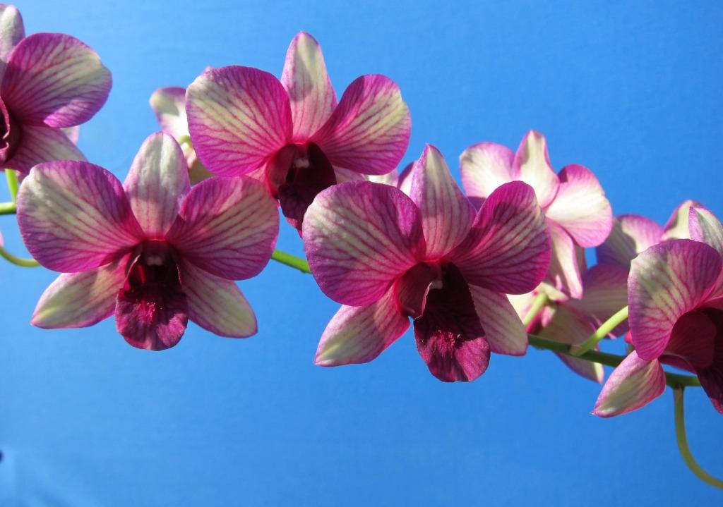 Dendrobium Nopporn Green Star - HCC/AOC