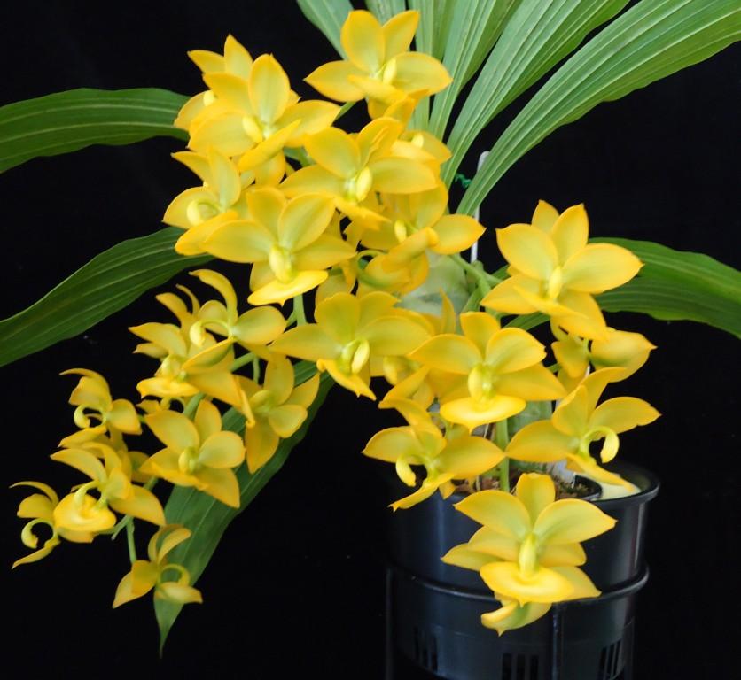 Cycnodum Jumbo Puff - HCC/AOC