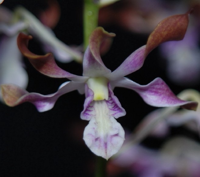 Dendrobium Gladstone Twist - HCC/AOC