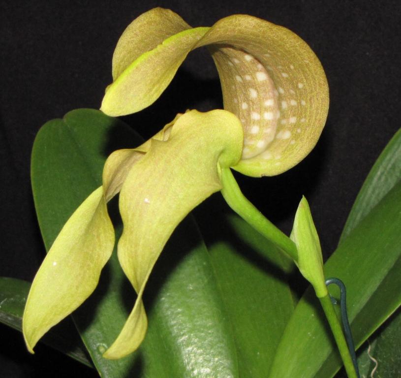 Bulbophyllum grandiflorum