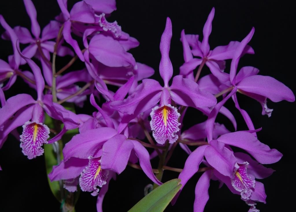 Cattleya maxima - AM/AOC