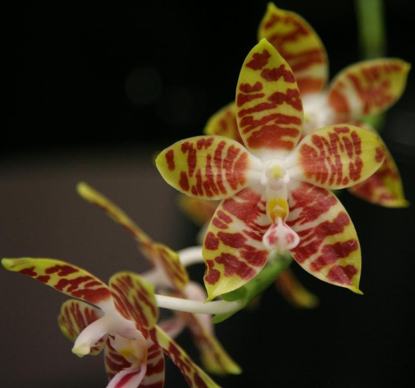 Phalaenopsis amboinensis - AM/AOC