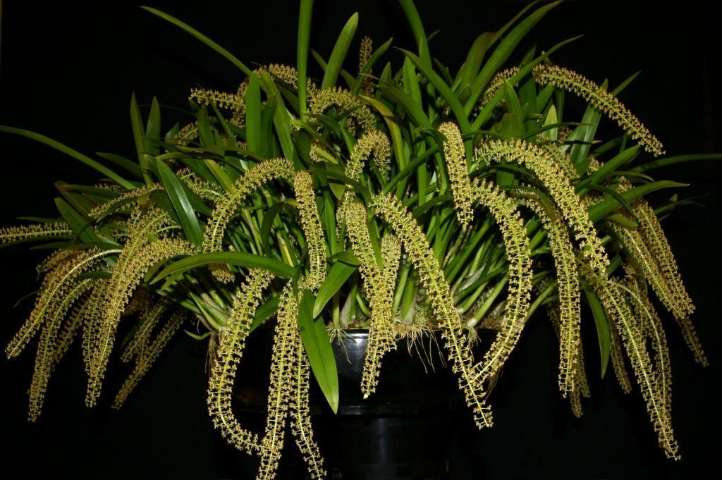 Liparis condylobulbon