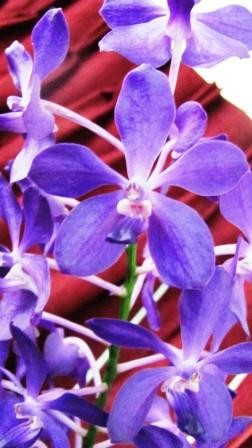 Vanda Sharon Louise - HCC/AOC