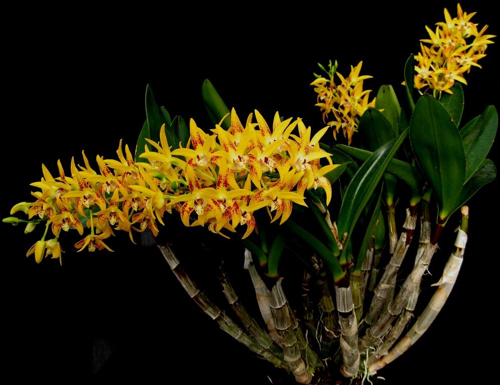 Dendrobium Avril's Gold - HCC/AOC