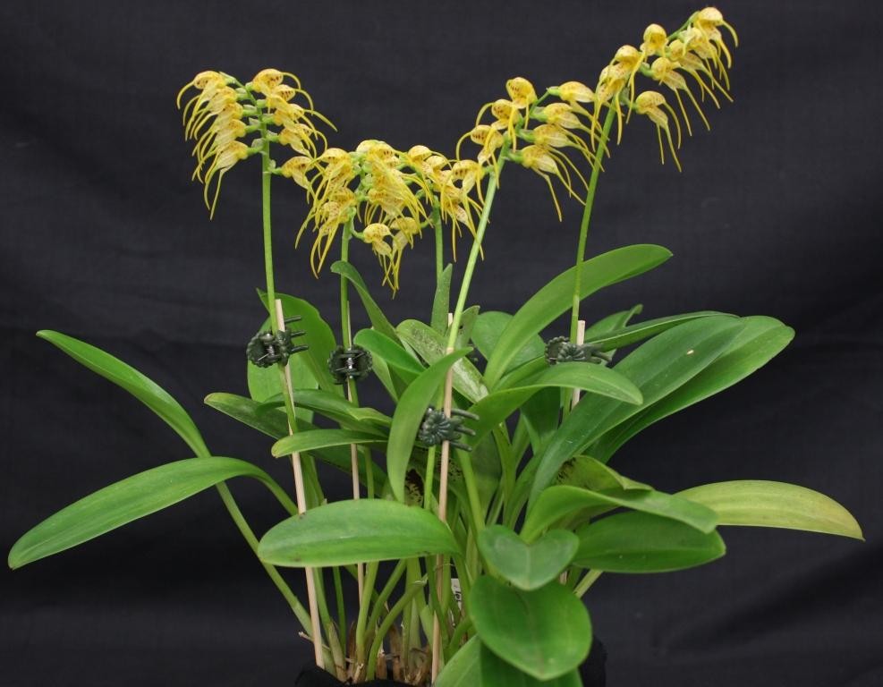 Masdevallia lehmannii