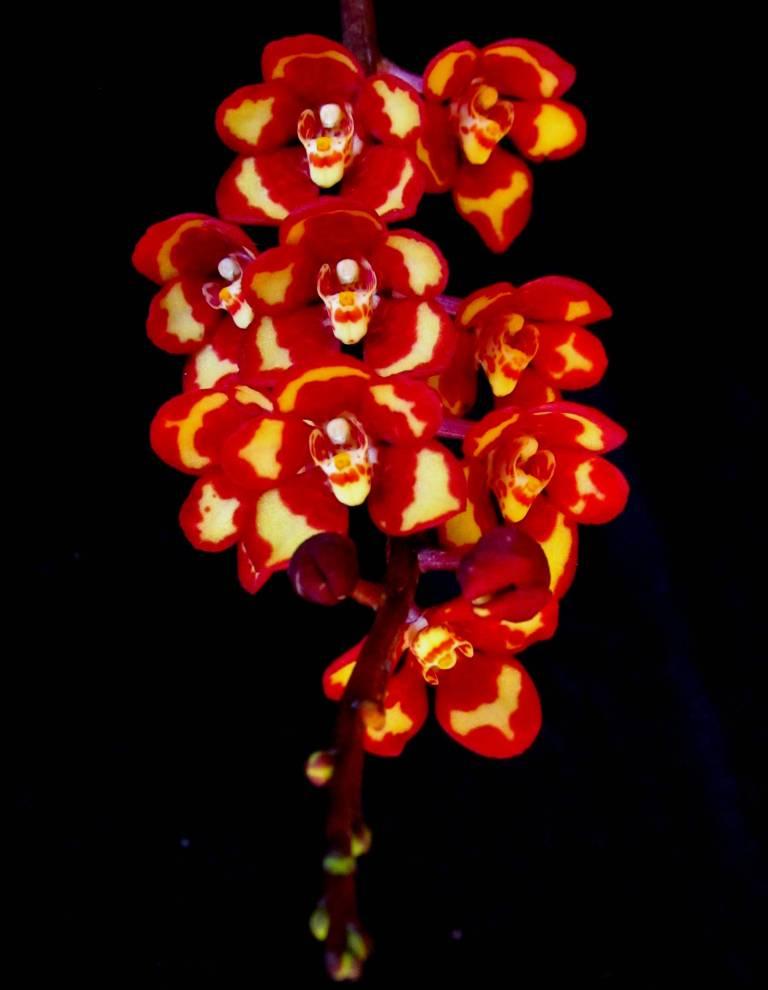 Sarcochilus Lara - photo 2