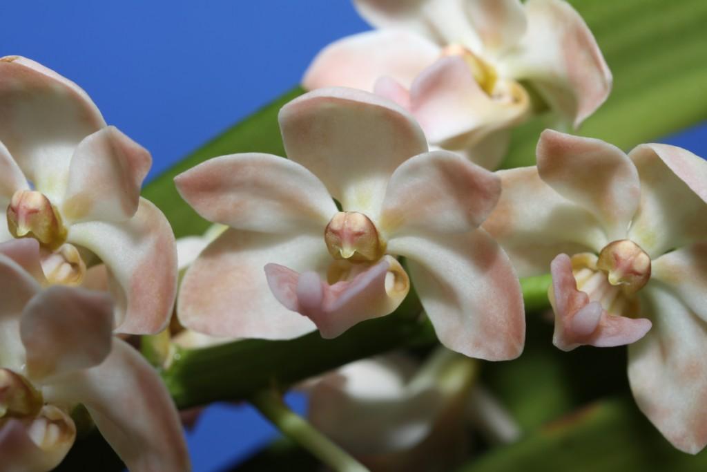Rhynchostylis gigantea