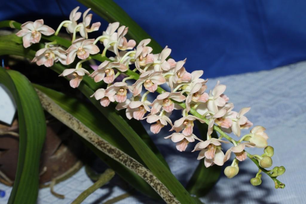 Rhynchostylis gigantea