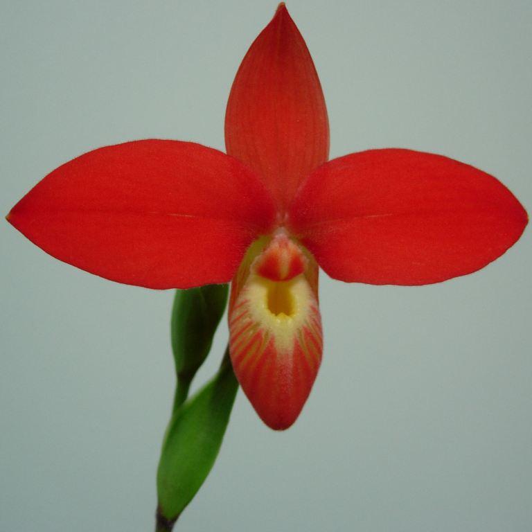 Phragmipedium besseae