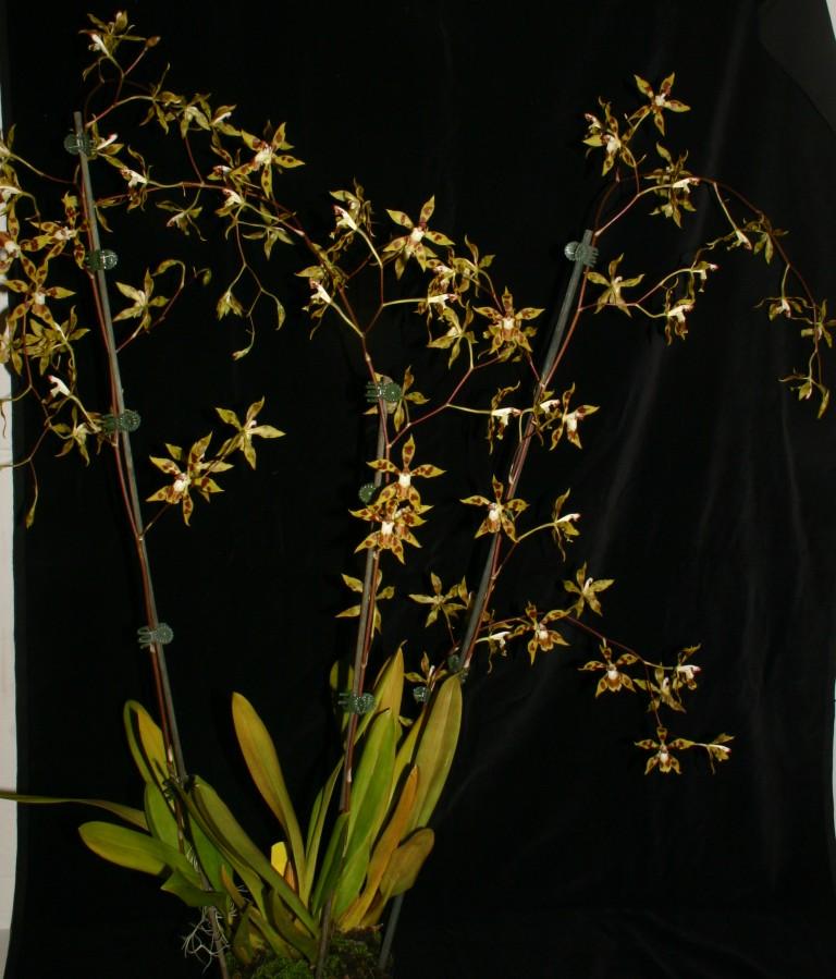 Oncidium epidendroides - CBM/AOC