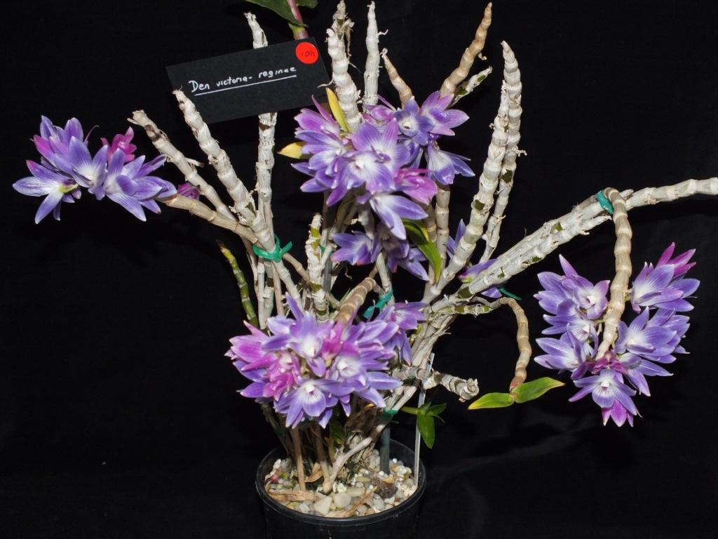 Dendrobium victoriae-reginae