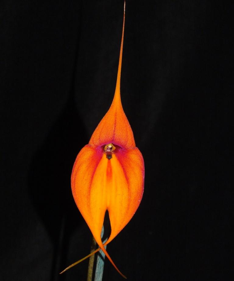 Masd Clarendon Glory