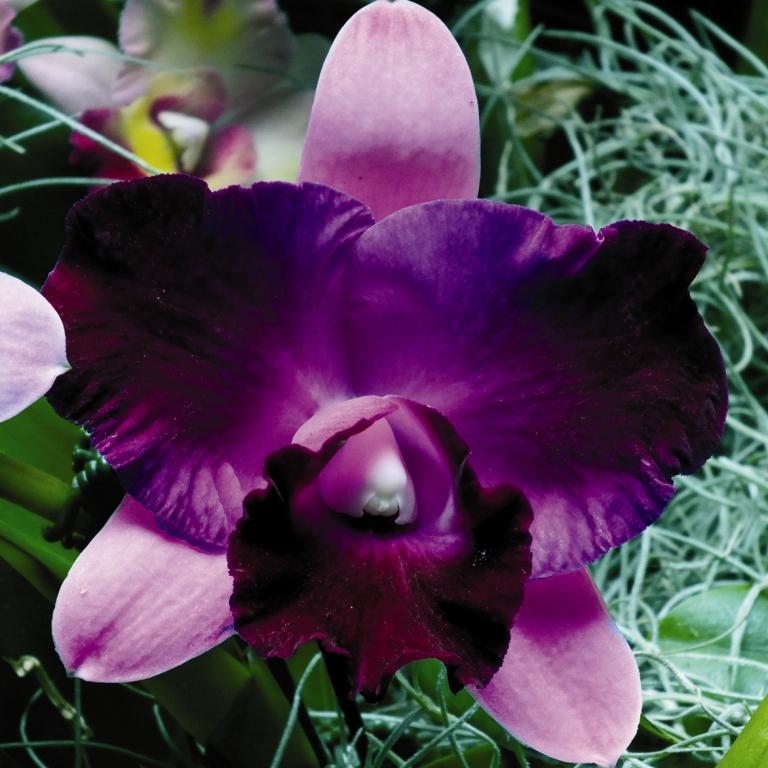 Rlc Meg's Purple Flare