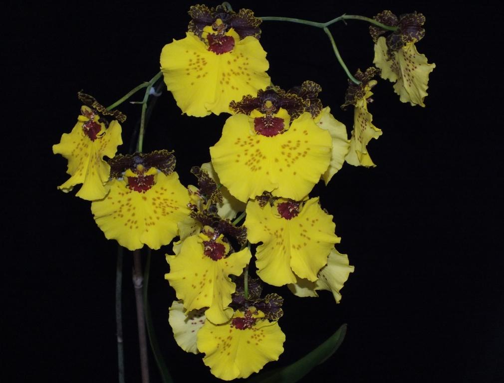 Gomesa Kulnura Radiance