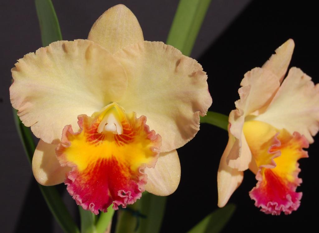 Rhyncholaeliocattleya Lisa Taylor Gallis - AM/AOC