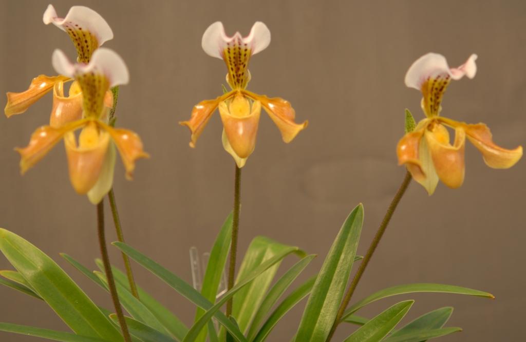 Paphiopedilum gratrixianum var. daoense - AM/AOC
