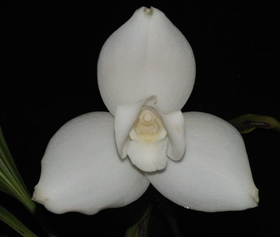 Lycaste virginalis - AM/AOC