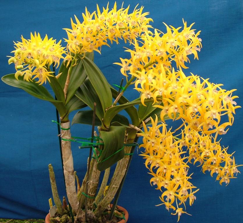 Dendrobium Avril's Gold - AM/AOC
