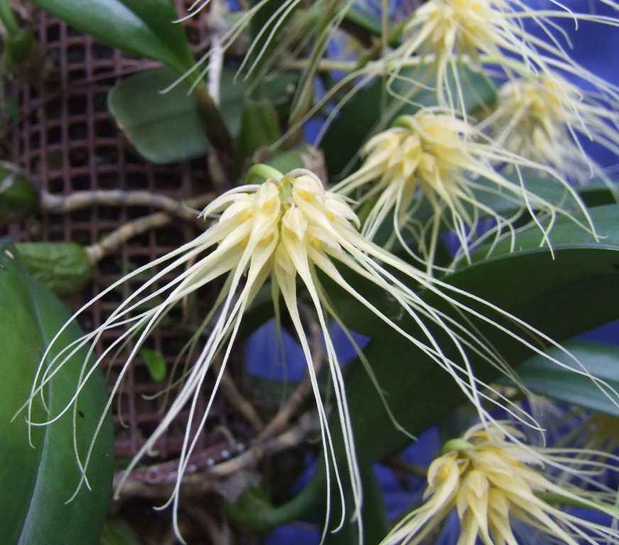 Bulbophyllum vaginatum