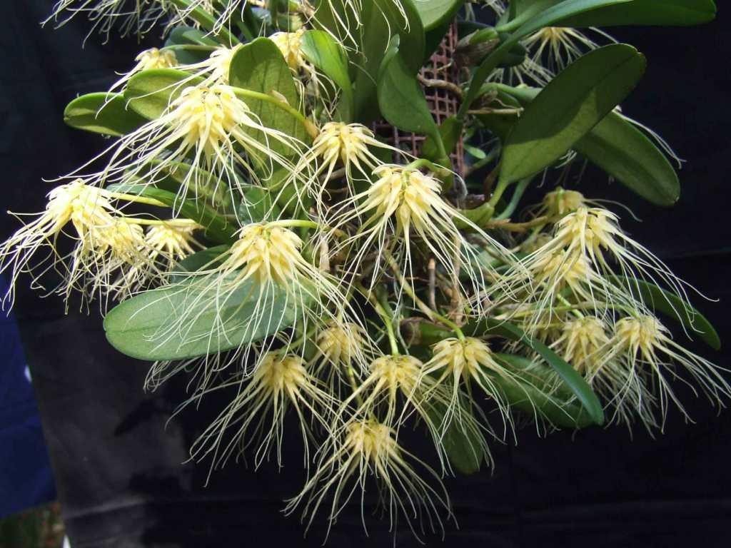 Bulbophyllum vaginatum