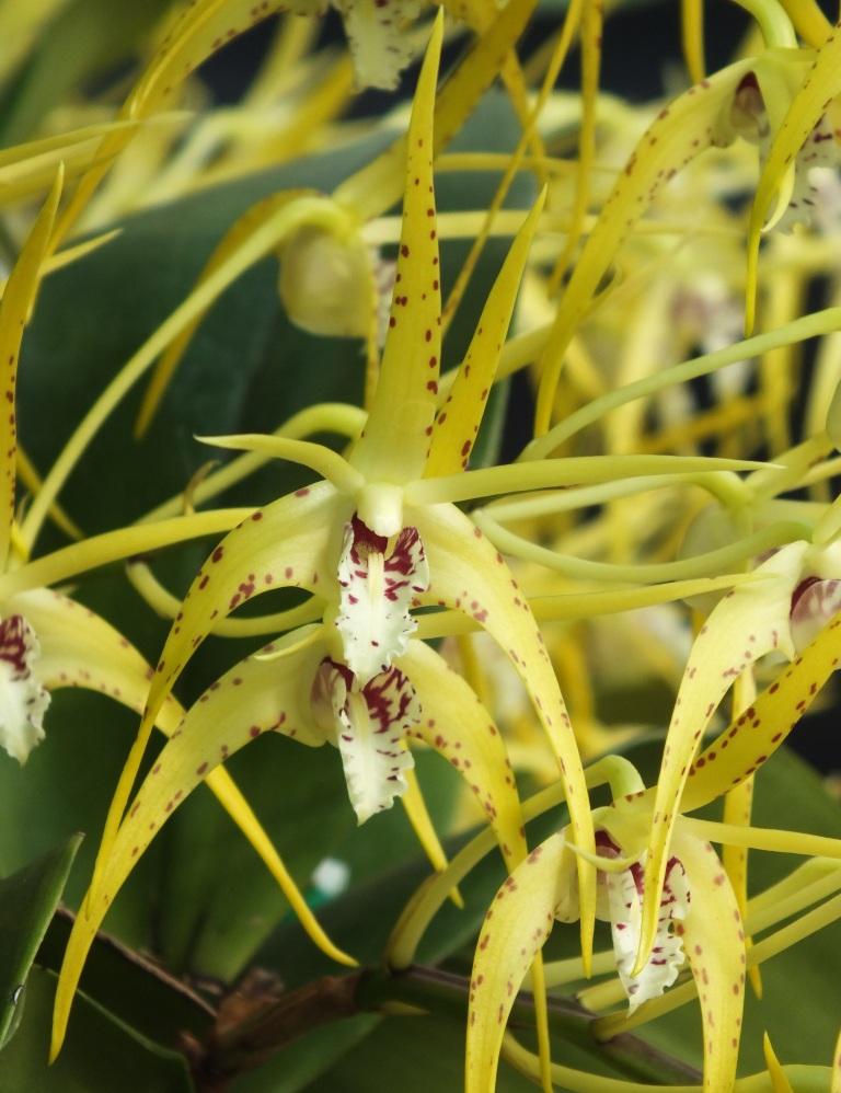 Dendrobium Hilda Poxon - AM/AOC
