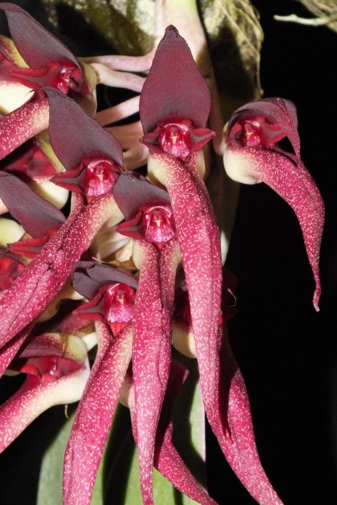 Bulbophyllum fletcherianum - HCC/AOC