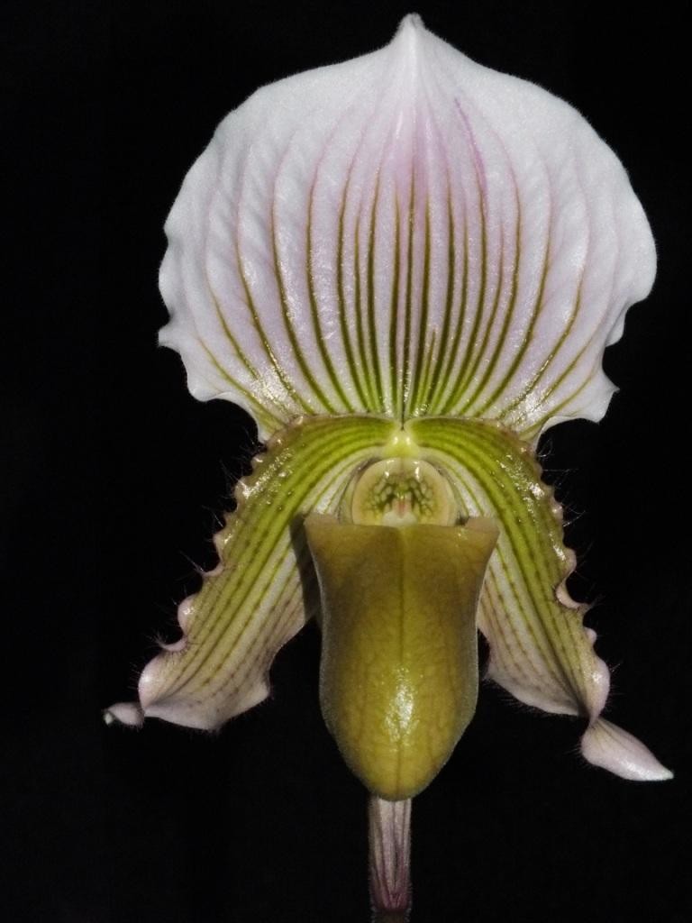 Paphiopedilum Sibyl 'Fraser's Alba'