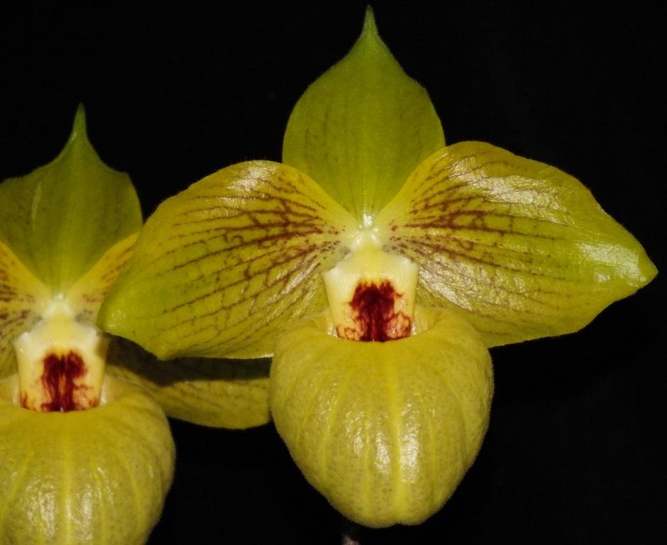 Paphiopedilum Norito Hasegawa - AM/AOC