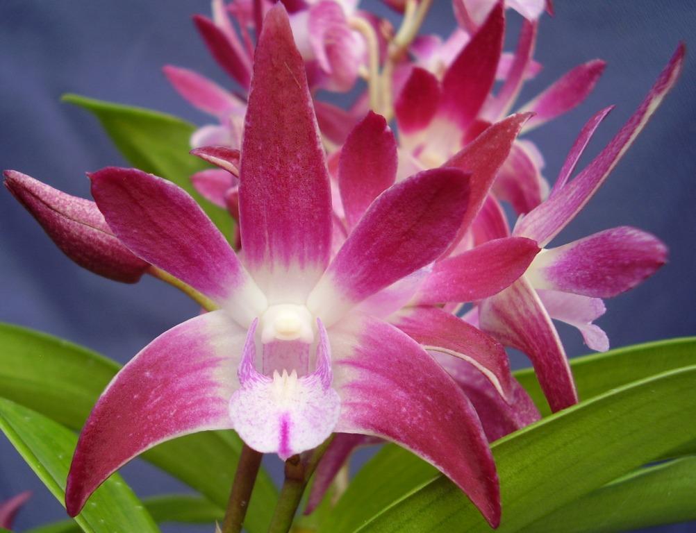 Dendrobium Tosca - HCC/AOC