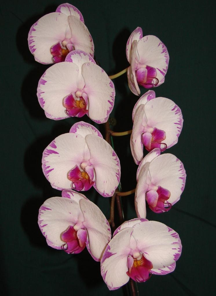 Phal Champion Lightning