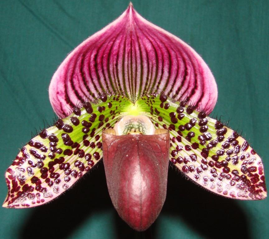 Paph Hsinying Leopard