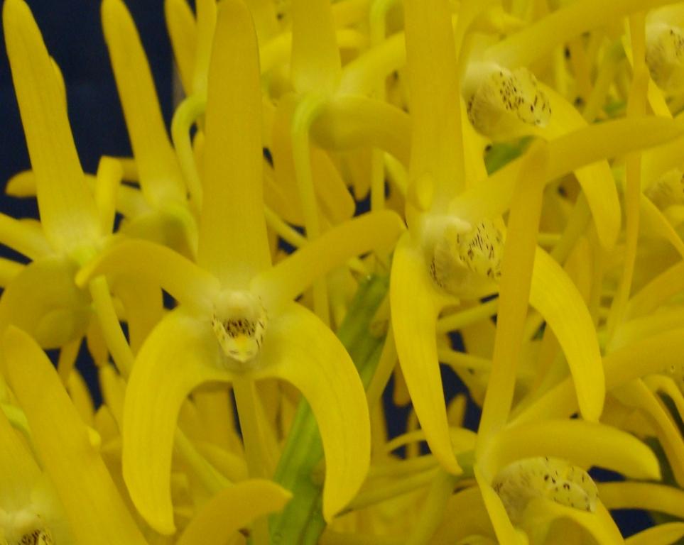 Dendrobium speciosum