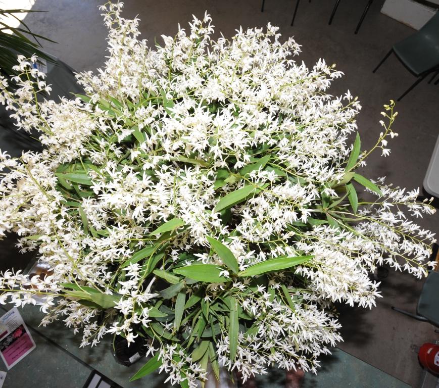 Den Specio-kingianum