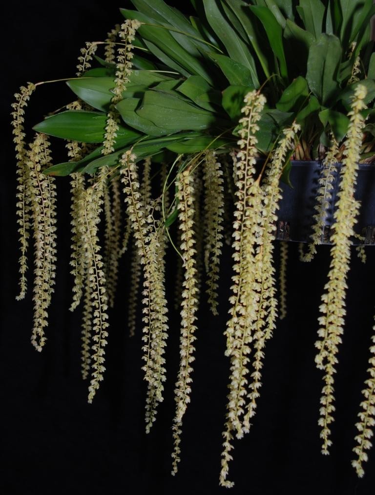 Coelogyne cobbiana - photo 2