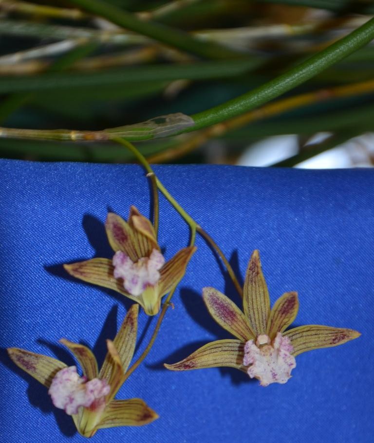 Dendrobium Australian Ginger - AM/AOC