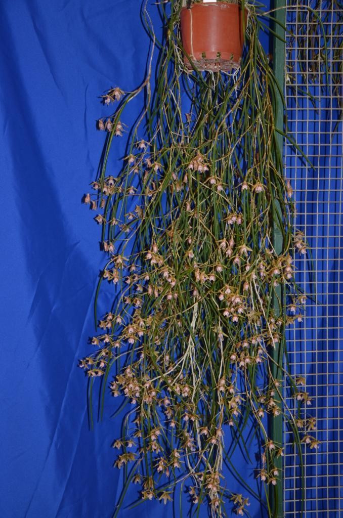 Dendrobium Australian Ginger - AM/AOC