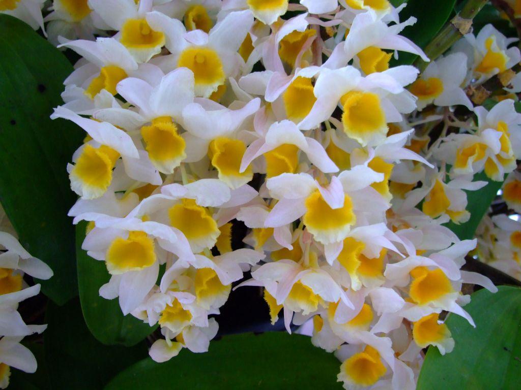 Den Farmeri-Thyrsiflorum